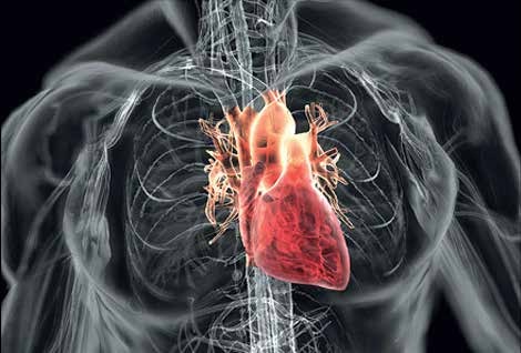 Human heart and cardiovascular system